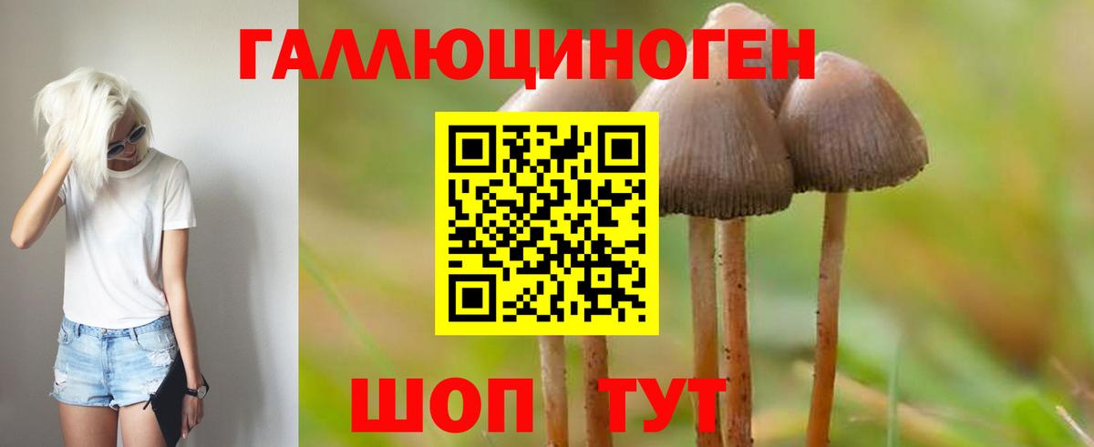 Галлюциногенные грибы Psilocybine cubensis Куйбышев